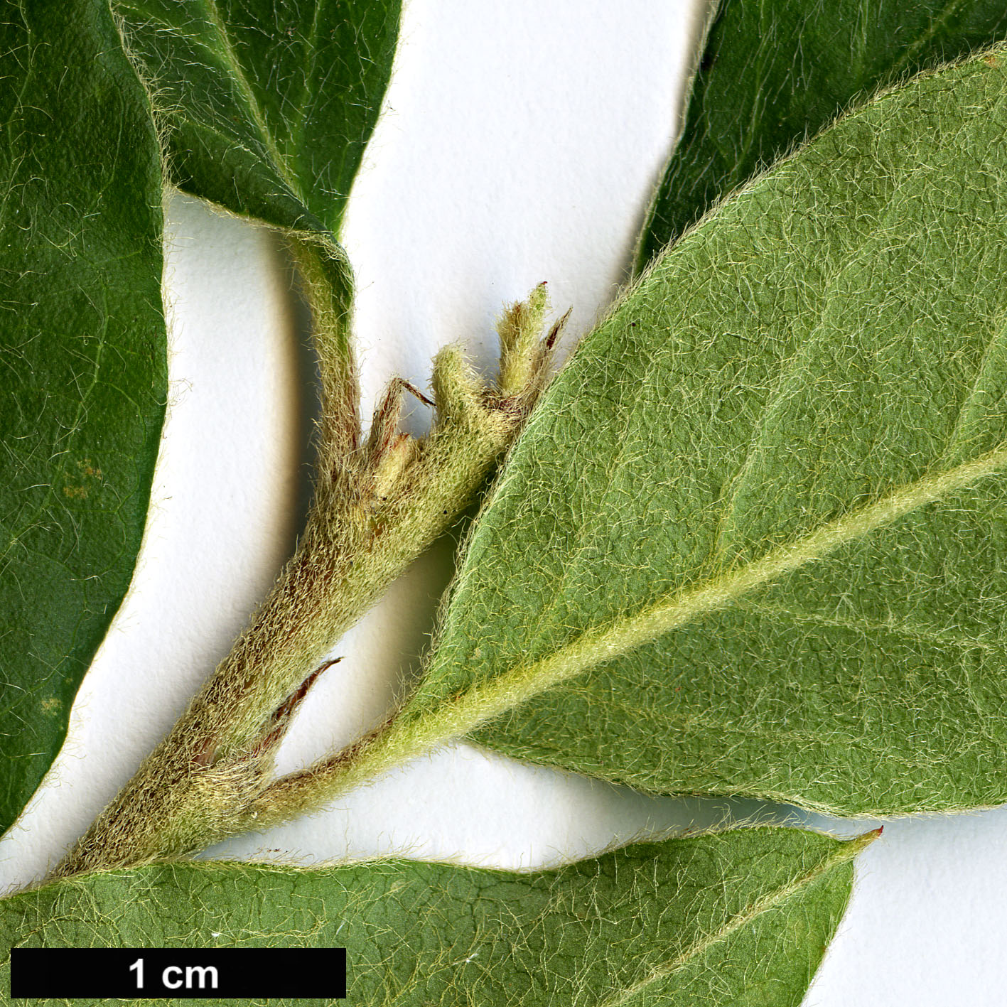 High resolution image: Family: Rosaceae - Genus: Cotoneaster - Taxon: nepalensis